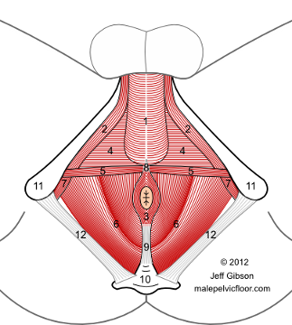 bulbospongiosus and ischiocavernosus muscles