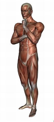 anatomy man image