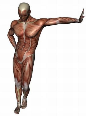 anatomy man image