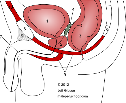 a perineumban lévő erekcióval