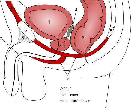 Male Pelvic Floor Advanced Massage And Bodywork