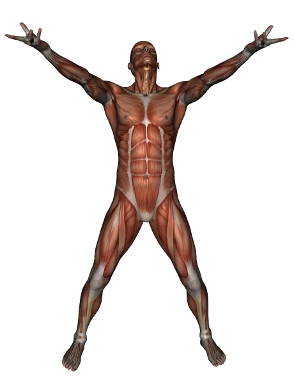 anatomy man image