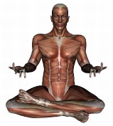 anatomy man image