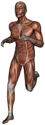 anatomy man image