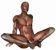 anatomy man image