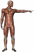 anatomy man image