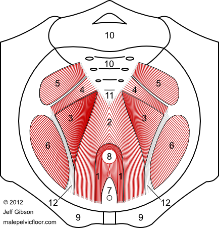 male pelvic floor muscles: the pelvic diaphragm