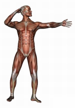 anatomy man image