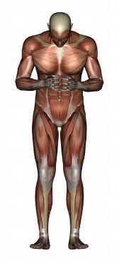 anatomy man image