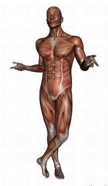 anatomy man image