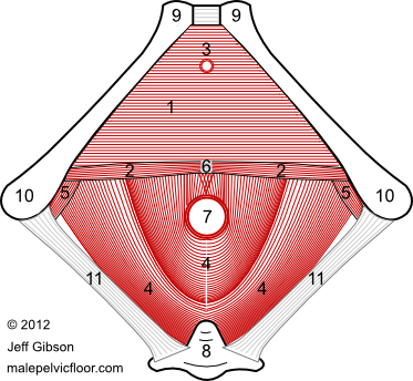 male pelvic floor muscles: the urogenital diaphragm